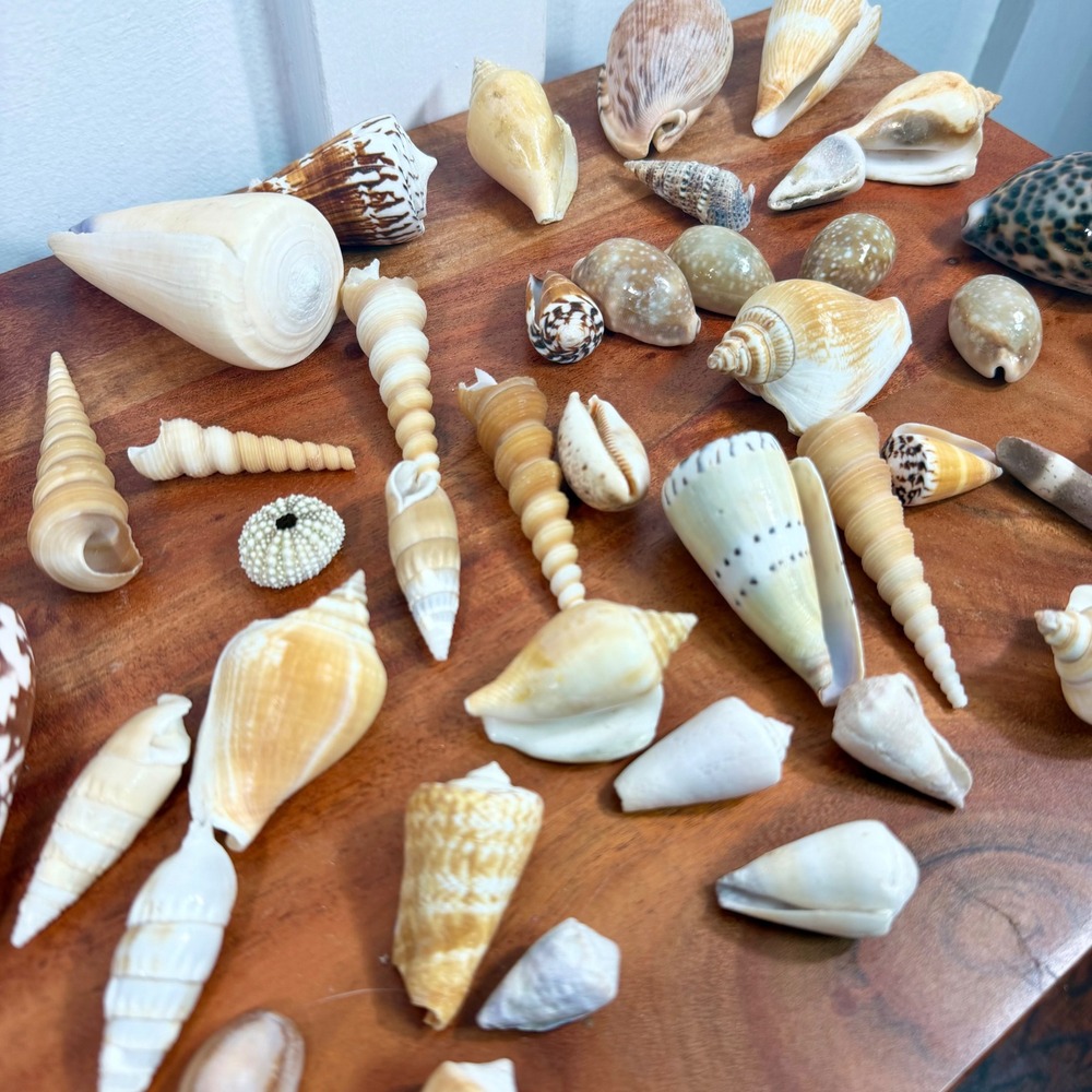 Natural Sea Shell Collection Assorted Lot Cone Cowrie Auger Specimen Decor 51 Pc - Picture 7 of 13